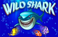 Wild Shark