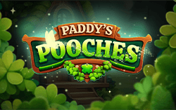 Paddy's Pooches