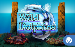Wild Dolphins