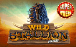 Wild Stallion