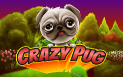 Crazy Pug